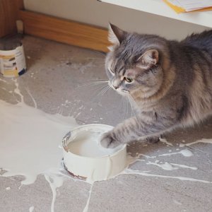 Funny Cat Fails | Funny Cat Compilation - FailArmy