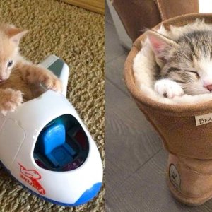 Baby Cats - Cute and Funny Cat Videos Compilation #21 | Aww Animals