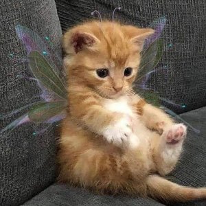 10 minutes of adorable 🥰cats and kittens videos to keep you smiling 😍😅