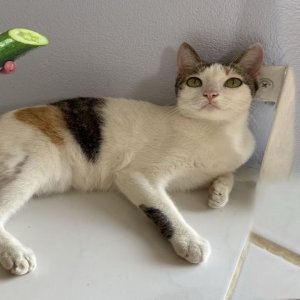 Funny Cats Videos Clips😂