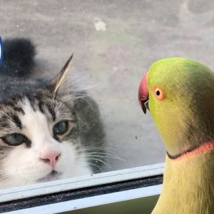 The FUNNIEST Pet Videos of the year! 🤣 | BEST Compilation