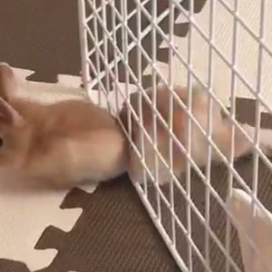 Pet Escape Artists | Funny Pet Video Compilation | The Pet Collective