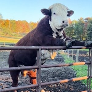 Funniest ANIMALS Videos 2025 That Will Make You Laugh To Tear 😂