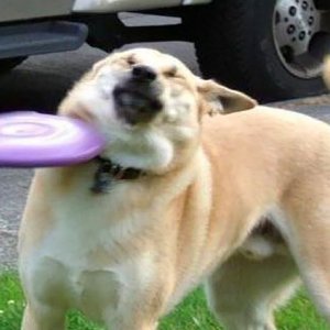 Funniest Animals 🐧 - Best Of The 2020 Funny Animal Videos 😁 - Cutest Animals Ever