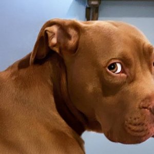 NEW Funniest Animal Videos 2025 😁 Funny Dogs and Cats That’ll Instantly Boost Your Mood!