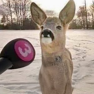 Funniest ANIMALS Videos 2024 That Will Make You Laugh To Tear 😂